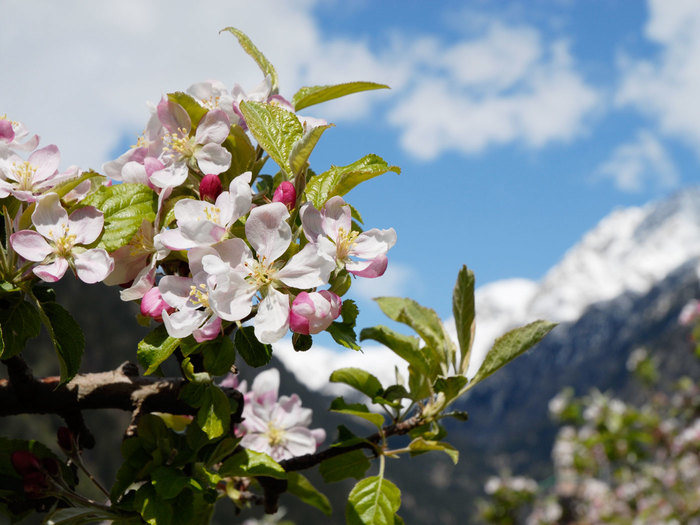 Blütezeit vom 11. April bis 22. Mai